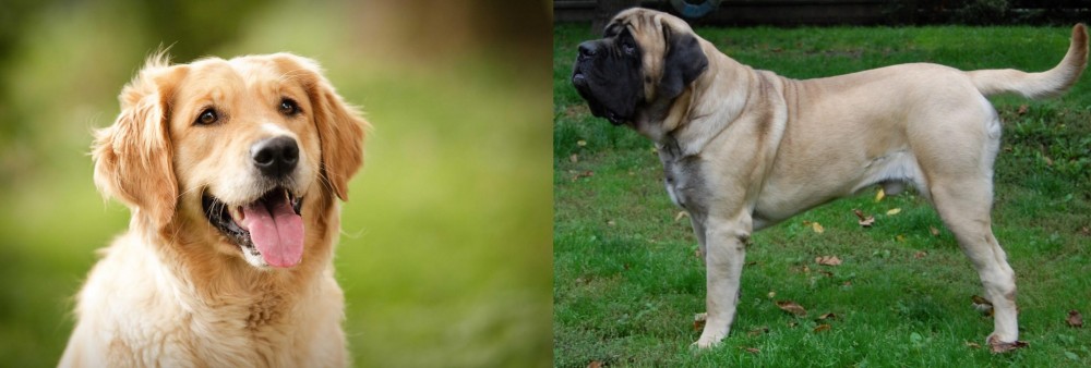 English Mastiff vs Golden Retriever - Breed Comparison