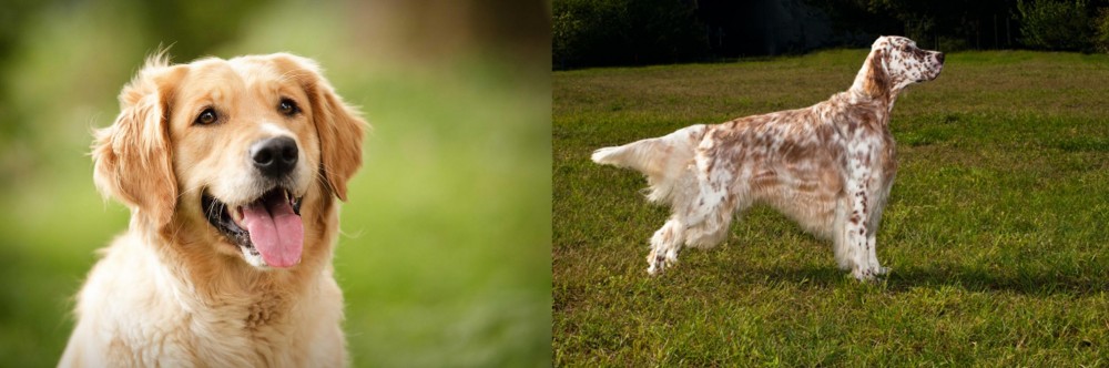 English Setter vs Golden Retriever - Breed Comparison