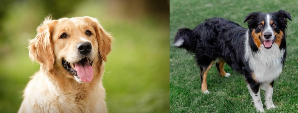English Shepherd vs Golden Retriever - Breed Comparison