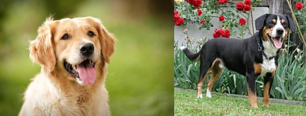 Entlebucher Mountain Dog vs Golden Retriever - Breed Comparison
