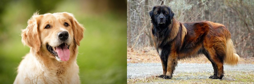 Estrela Mountain Dog vs Golden Retriever - Breed Comparison