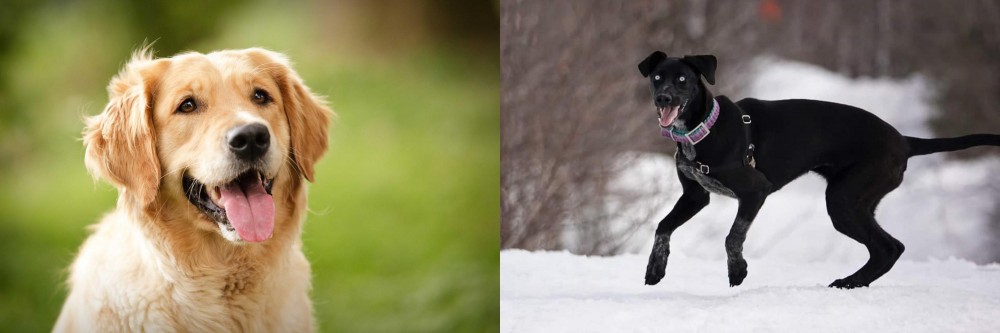 Eurohound vs Golden Retriever - Breed Comparison