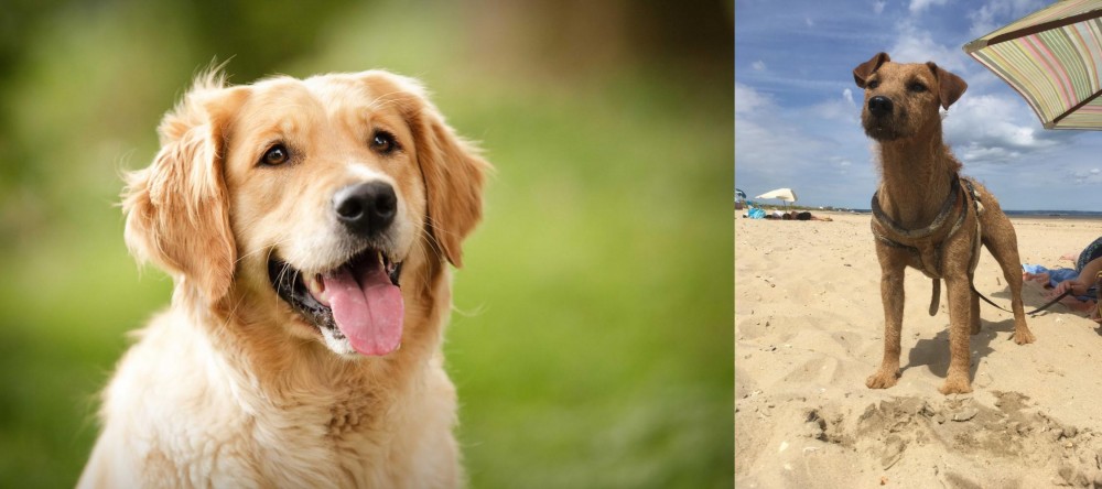 Fell Terrier vs Golden Retriever - Breed Comparison
