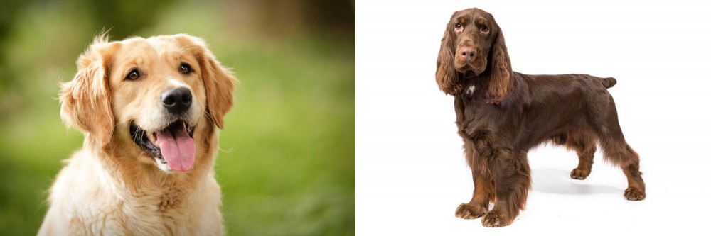 Field Spaniel vs Golden Retriever - Breed Comparison