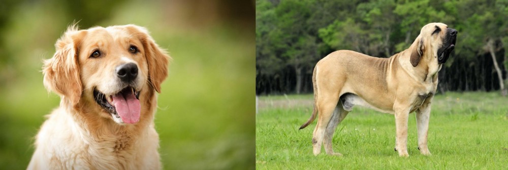 Fila Brasileiro vs Golden Retriever - Breed Comparison