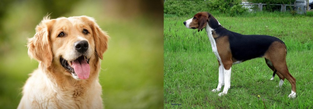Finnish Hound vs Golden Retriever - Breed Comparison