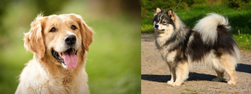 Finnish Lapphund vs Golden Retriever - Breed Comparison