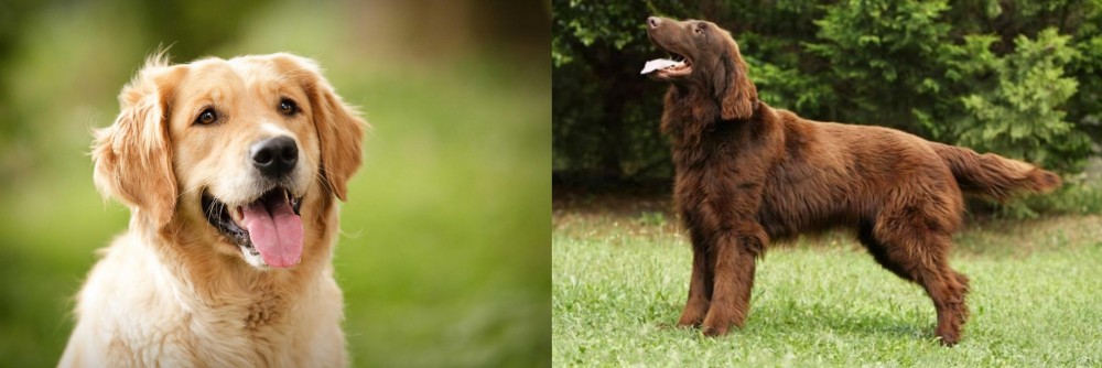 Flat-Coated Retriever vs Golden Retriever - Breed Comparison