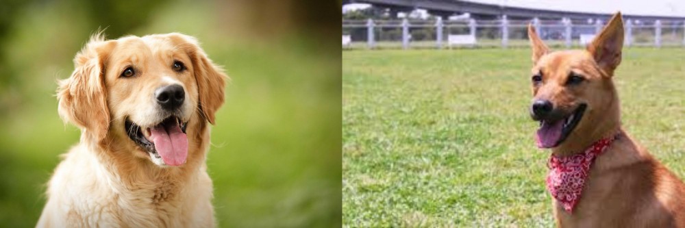 Formosan Mountain Dog vs Golden Retriever - Breed Comparison