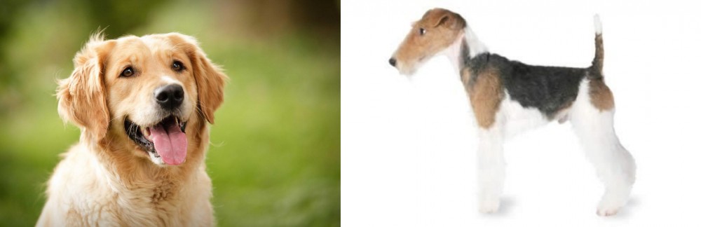 Fox Terrier vs Golden Retriever - Breed Comparison