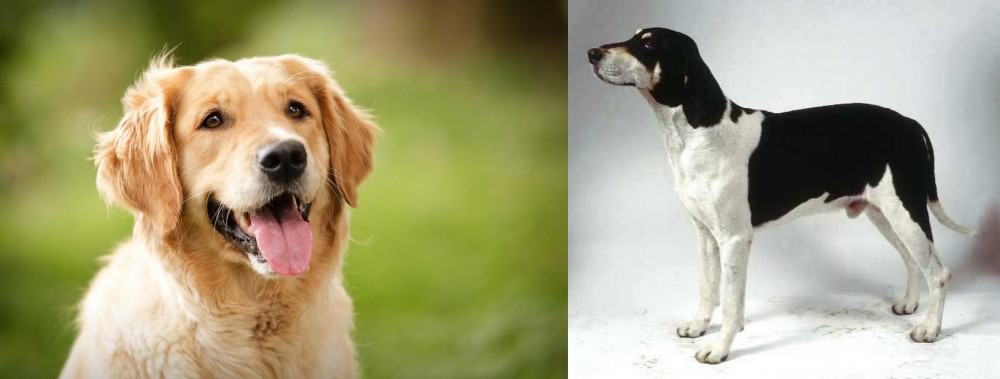 Francais Blanc et Noir vs Golden Retriever - Breed Comparison