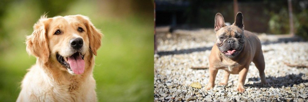 French Bulldog vs Golden Retriever - Breed Comparison