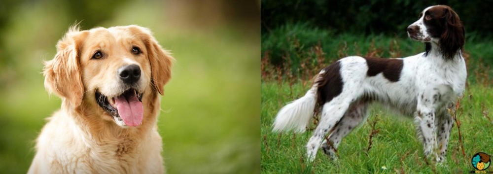 French Spaniel vs Golden Retriever - Breed Comparison