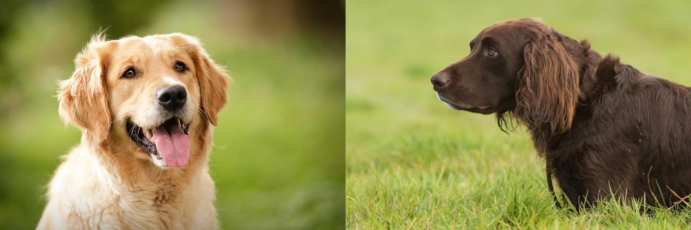 German Longhaired Pointer vs Golden Retriever - Breed Comparison