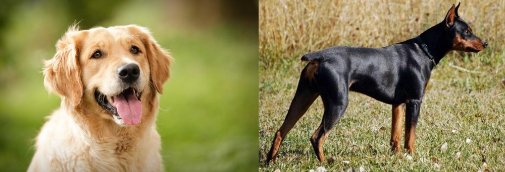 German Pinscher vs Golden Retriever - Breed Comparison