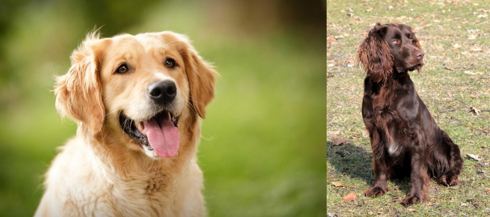 German Spaniel vs Golden Retriever - Breed Comparison
