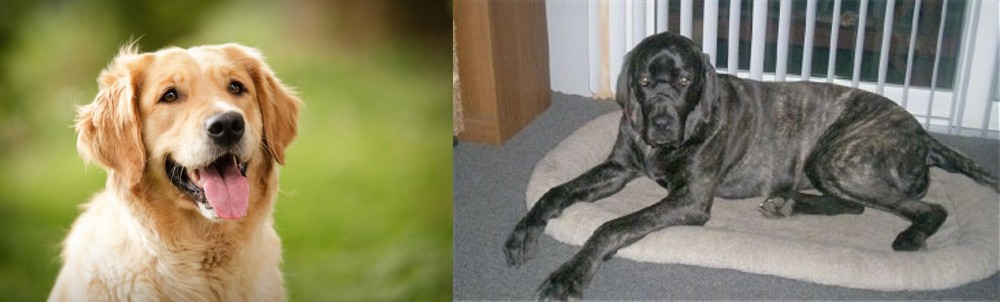 Giant Maso Mastiff vs Golden Retriever - Breed Comparison