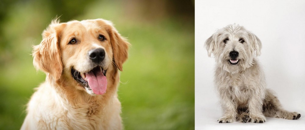 Glen of Imaal Terrier vs Golden Retriever - Breed Comparison