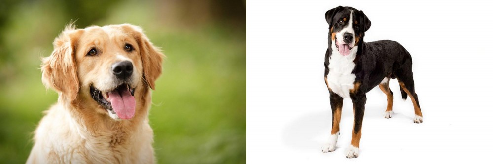 Greater Swiss Mountain Dog vs Golden Retriever - Breed Comparison
