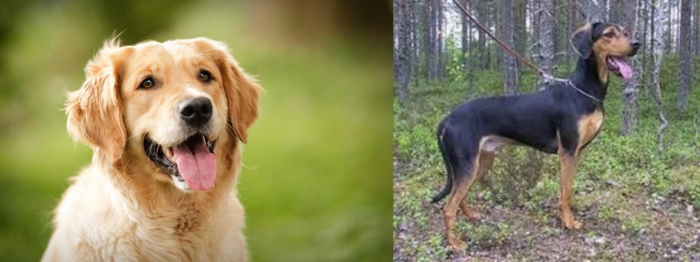 Greek Harehound vs Golden Retriever - Breed Comparison