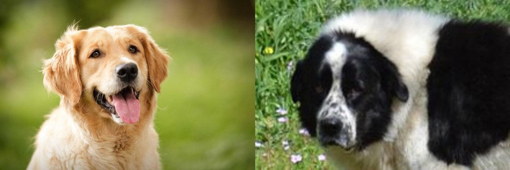 Greek Sheepdog vs Golden Retriever - Breed Comparison