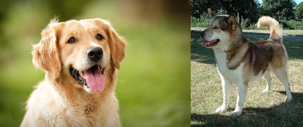 Greenland Dog vs Golden Retriever - Breed Comparison