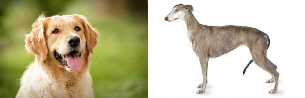 Greyhound vs Golden Retriever - Breed Comparison