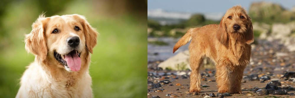Griffon Fauve de Bretagne vs Golden Retriever - Breed Comparison