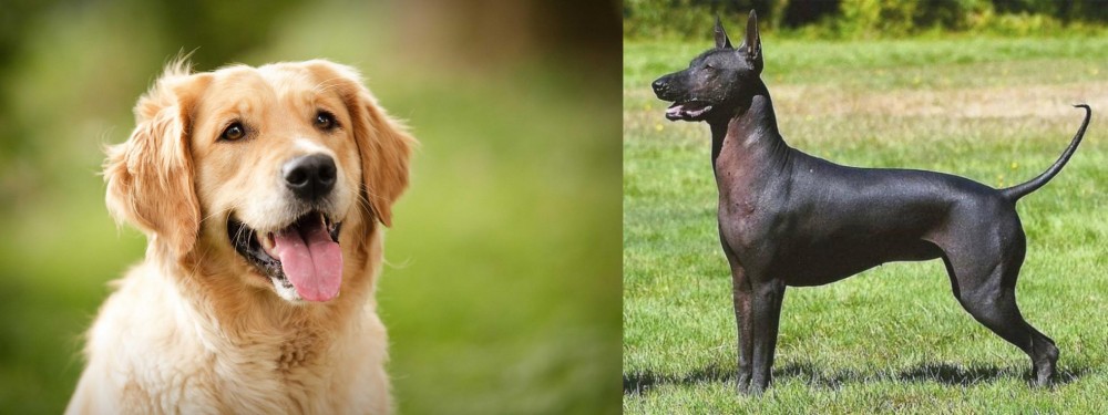 Hairless Khala vs Golden Retriever - Breed Comparison