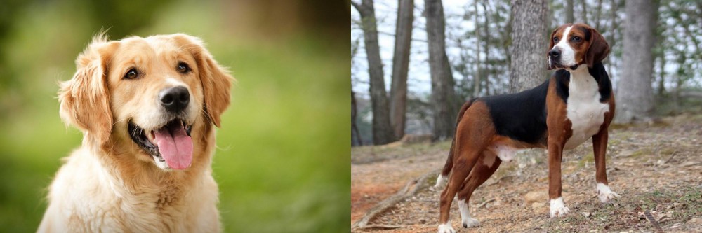 Hamiltonstovare vs Golden Retriever - Breed Comparison