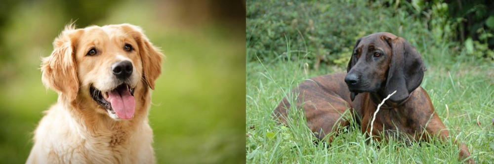 Hanover Hound vs Golden Retriever - Breed Comparison