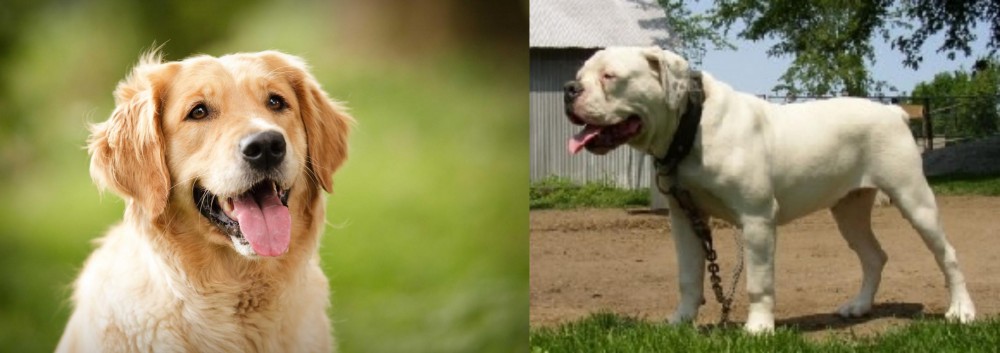 Hermes Bulldogge vs Golden Retriever - Breed Comparison