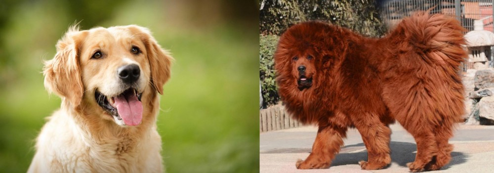 Himalayan Mastiff vs Golden Retriever - Breed Comparison
