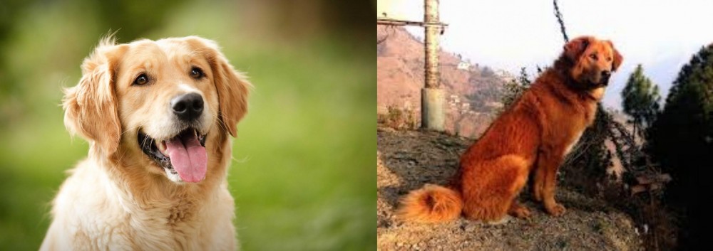 Himalayan Sheepdog vs Golden Retriever - Breed Comparison