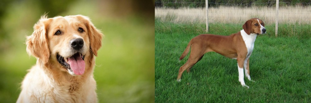 Hygenhund vs Golden Retriever - Breed Comparison