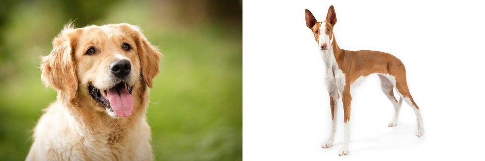 Ibizan Hound vs Golden Retriever - Breed Comparison