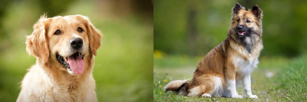 Icelandic Sheepdog vs Golden Retriever - Breed Comparison