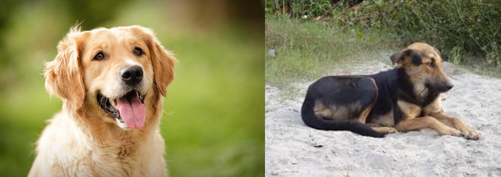 Indian Pariah Dog vs Golden Retriever - Breed Comparison