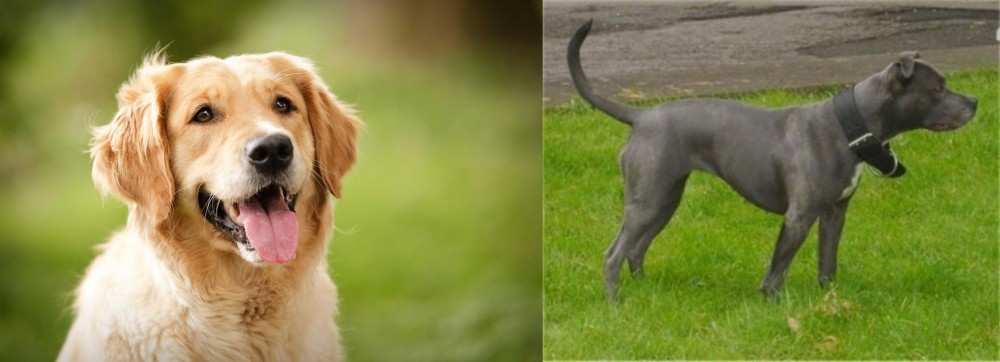 Irish Bull Terrier vs Golden Retriever - Breed Comparison