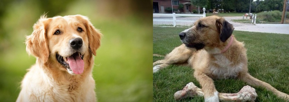 Irish Mastiff Hound vs Golden Retriever - Breed Comparison