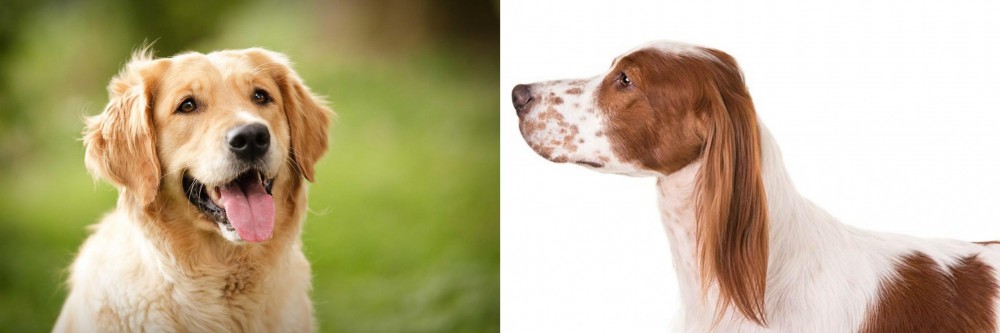 Irish Red and White Setter vs Golden Retriever - Breed Comparison