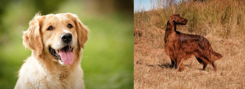 Irish Setter vs Golden Retriever - Breed Comparison