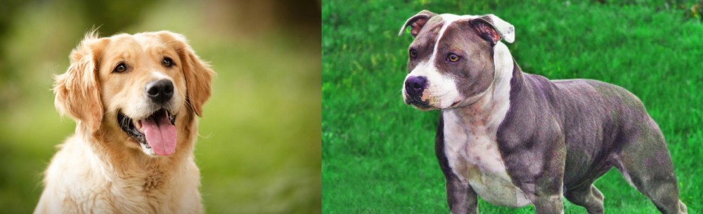 Irish Staffordshire Bull Terrier vs Golden Retriever - Breed Comparison