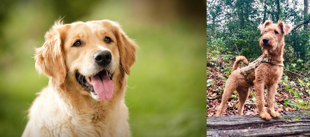 Irish Terrier vs Golden Retriever - Breed Comparison