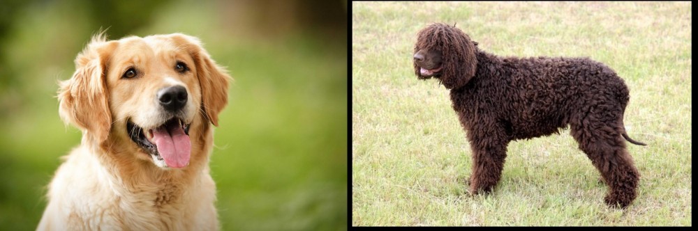 Irish Water Spaniel vs Golden Retriever - Breed Comparison