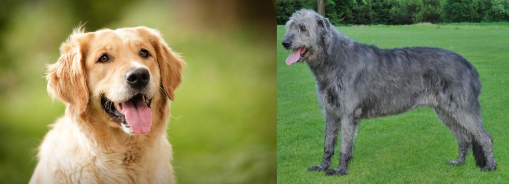 Irish Wolfhound vs Golden Retriever - Breed Comparison