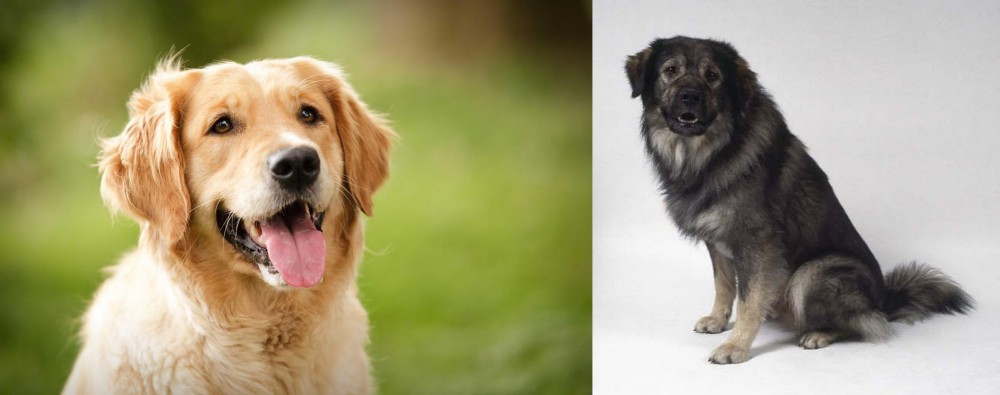 Istrian Sheepdog vs Golden Retriever - Breed Comparison