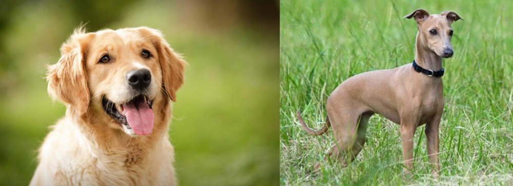 Italian Greyhound vs Golden Retriever - Breed Comparison