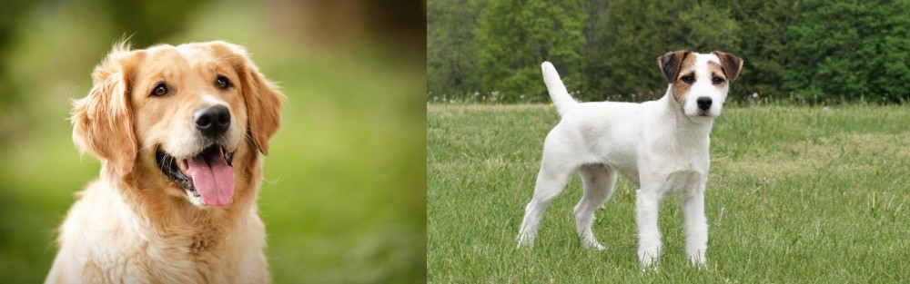Jack Russell Terrier vs Golden Retriever - Breed Comparison