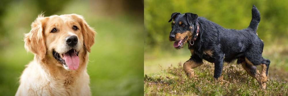 Jagdterrier vs Golden Retriever - Breed Comparison